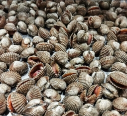 so-huyet-tuoi