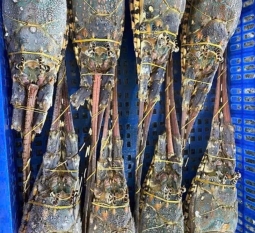 tom-hum-xuat-khau